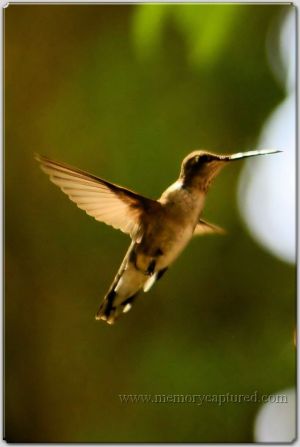 Hummingbird (6).jpg